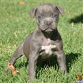 American Pit Bull